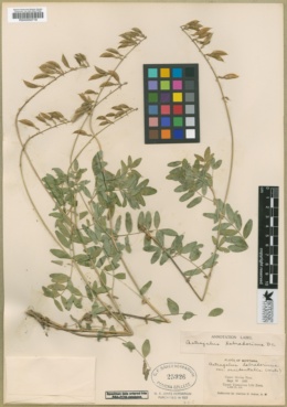 Astragalus alpinus subsp. brunetianus image