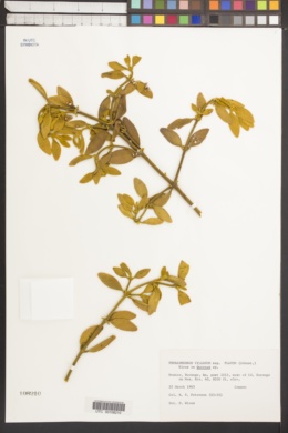Phoradendron villosum subsp. flavum image