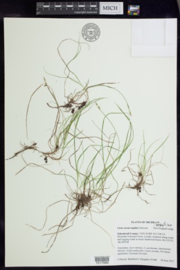 Image of Carex novae-angliae
