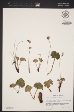 Jepsonia malvifolia image