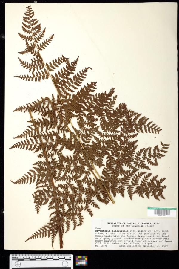 Dryopteris glabra var. alboviridis image