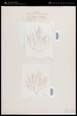 Stilophora rhizodes image