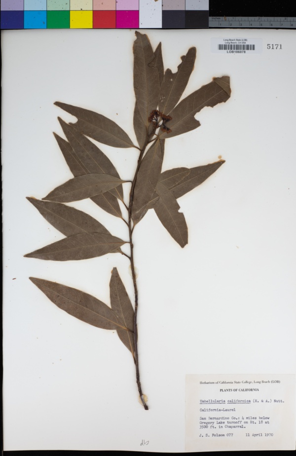 Lauraceae image