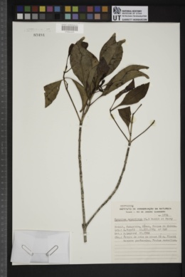 Syzygium aromaticum image