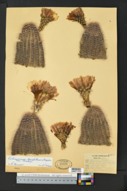 Echinocereus reichenbachii subsp. baileyi image