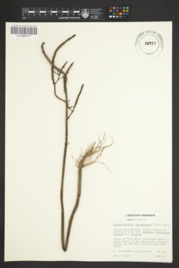 Stachytarpheta cayennensis image