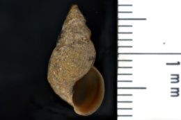 Elimia potosiensis image