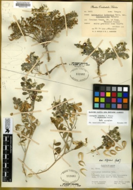 Astragalus iodanthus var. diaphanoides image