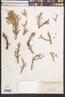 Phoradendron juniperinum var. libocedri image