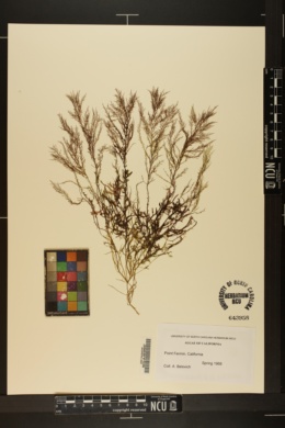 Gelidium pulchrum image