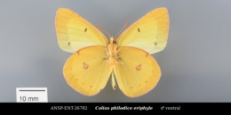 Colias philodice eriphyle image