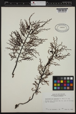 Carpophyllum plumosum image