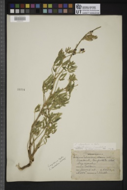 Image of Lathyrus alpestris