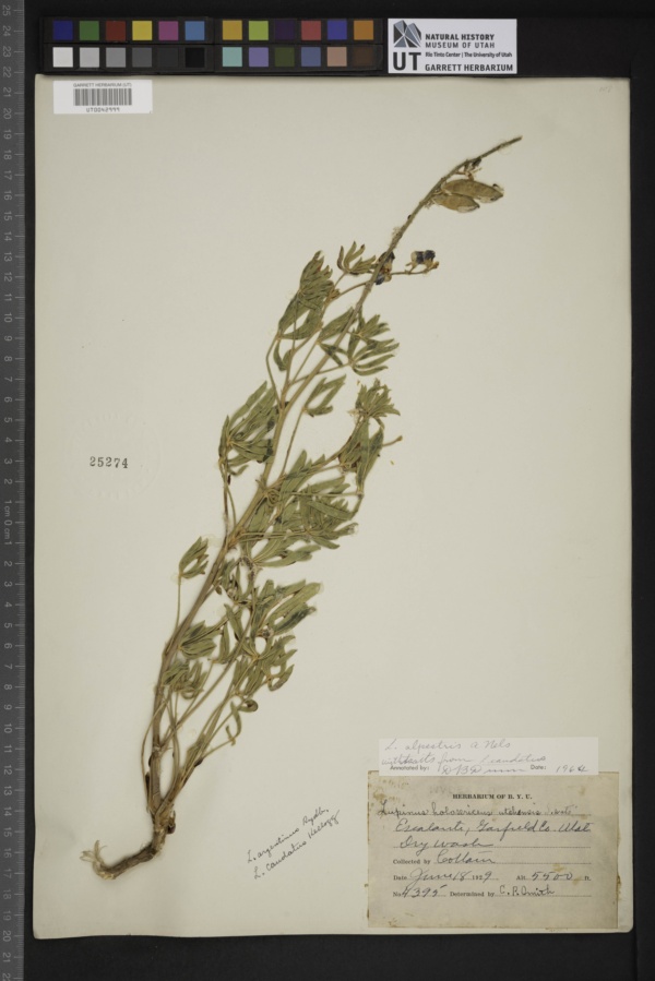 Lathyrus alpestris image