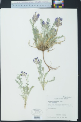 Astragalus tephrodes var. tephrodes image