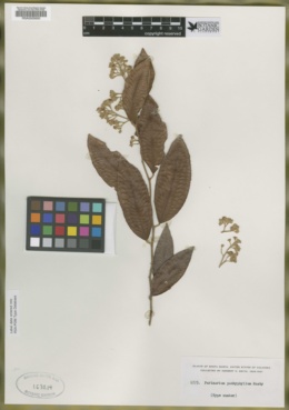 Image of Parinari pachyphylla