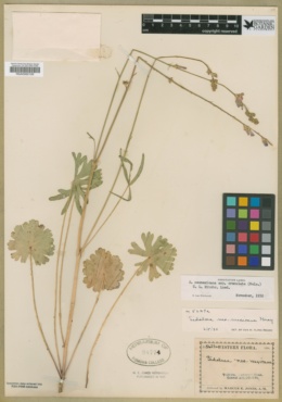 Sidalcea neomexicana subsp. crenulata image