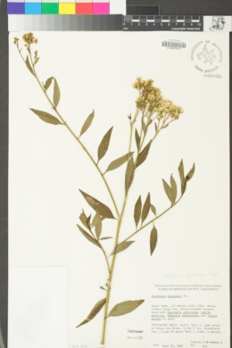 Baccharis salicifolia image