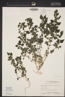 Parietaria hespera var. californica image
