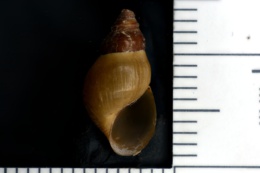 Elimia potosiensis potosiensis image