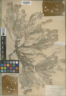 Image of Astragalus argillosus