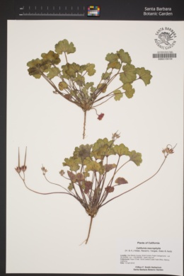 California macrophylla image