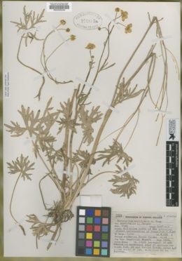 Image of Ranunculus acriformis