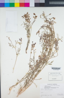 Image of Astragalus arizonicus