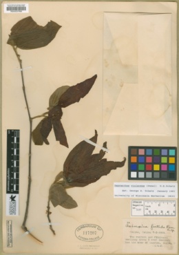 Image of Sapranthus violaceus