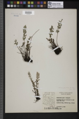 Notholaena grayi subsp. grayi image