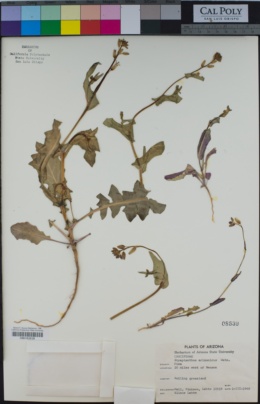 Streptanthus arizonicus image
