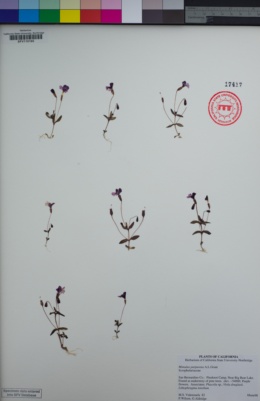 Erythranthe purpurea image