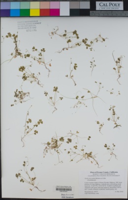 Oxalis micrantha image