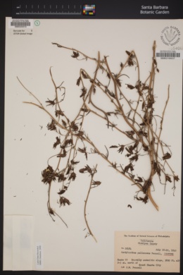 Cordylanthus tenuis subsp. pallescens image