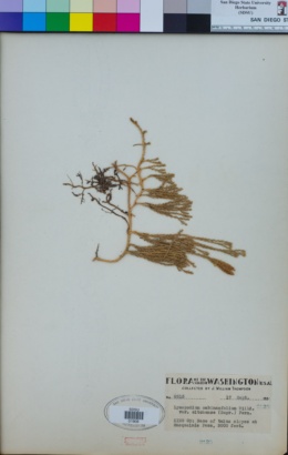 Lycopodium sabinaefolium var. sitchense image
