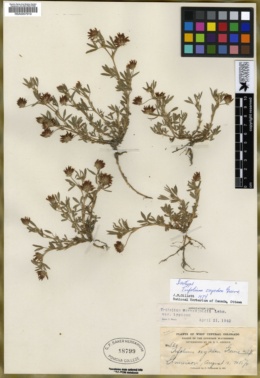 Trifolium oxyodon image