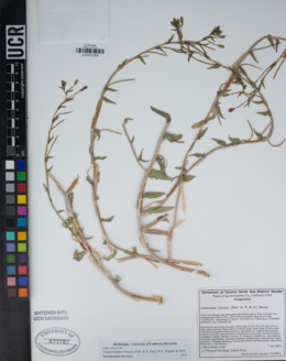 Camissoniopsis bistorta image