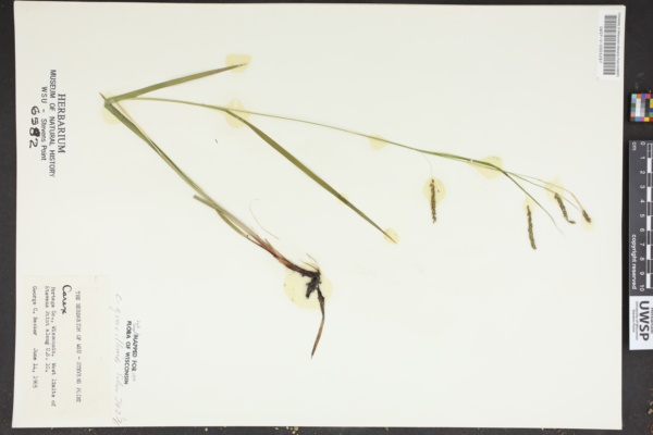 Carex gracillima image