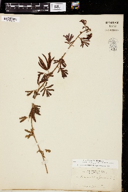 Desmanthus jamesii image