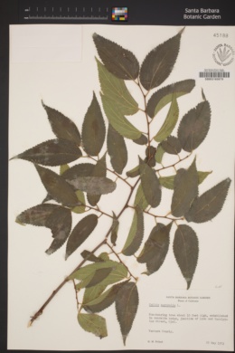 Celtis australis image