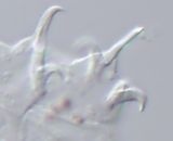 Hypsibius camelopardalis image