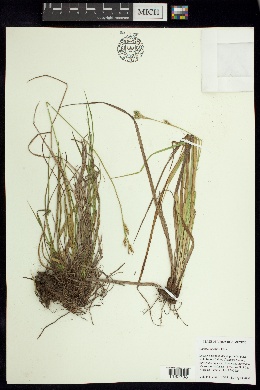 Image of Carex longicaulis