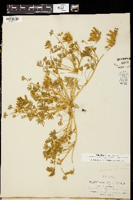 Lupinus trifidus image