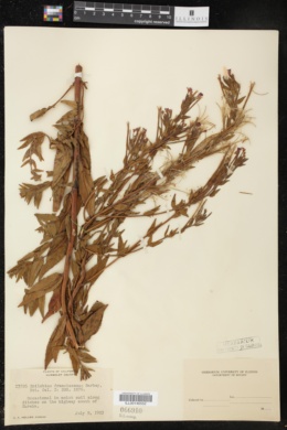 Image of Epilobium franciscanum