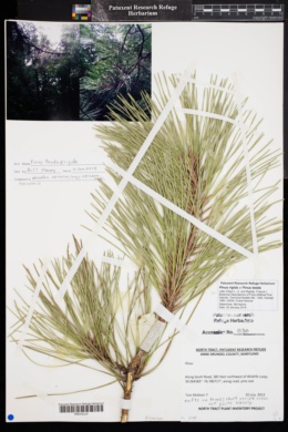 Pinus rigida x Pinus taeda image