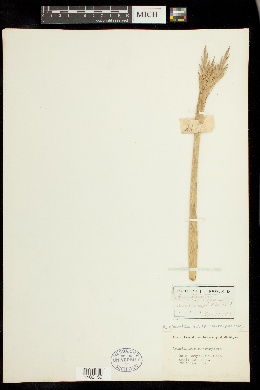 Arundinaria gigantea subsp. macrosperma image
