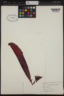 Chondracanthus corymbiferus image