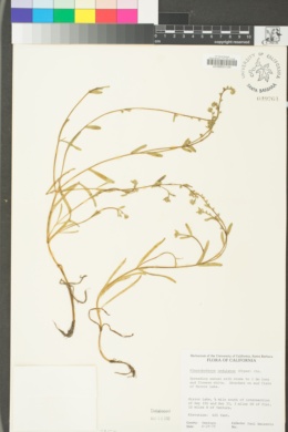 Plagiobothrys undulatus image