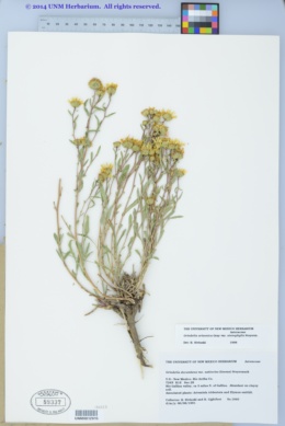 Grindelia arizonica var. stenophylla image