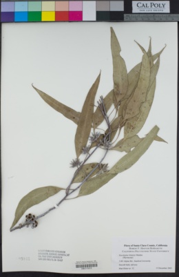 Image of Eucalyptus blakelyi
